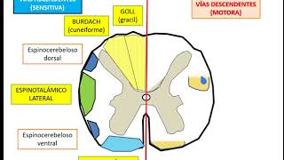 SISTEMATIZACIÓN DEL SISTEMA NERVIOSO VÍA MOTORA Y SENSITIVA PARTE 1 [upl. by Naras]