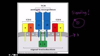 Immunology T cell receptor structure and function [upl. by Kelcey]