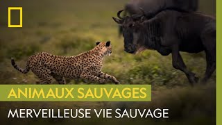 Ode à la vie sauvage [upl. by Annekim]