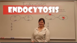 Endocytosis Pinocytosis amp Phagocytosis [upl. by Rains]