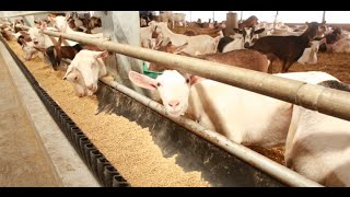 Ontario Goat Dairy Farm Tour [upl. by Epoillac]