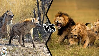 LION PRIDE VS HYENA CLAN  Who Wins This Fight [upl. by Upshaw]