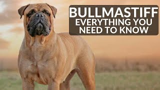 Bullmastiff 101  Everything You Need To Know About Owning A Mastiff Puppy [upl. by Eiwoh448]