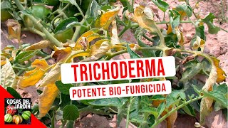 CONOCE AL FUNGICIDA BIOLOGICO MAS PODEROSO  TRICHODERMAS COMO USAR  BENEFICIOS  TIFI [upl. by Jenkins13]