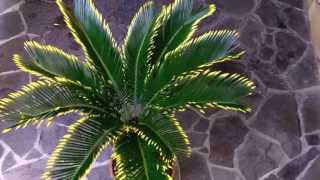 The golden sago palm Cycas revoluta v aurea [upl. by Islek]