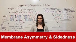 Membrane Asymmetry and Sidedness [upl. by Larret]