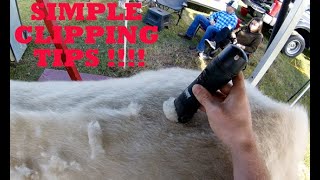 Simple Show Cattle Clipping Tips [upl. by Dole]