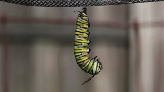 Monarch Caterpillar Changes to a Chrysalis [upl. by Eelatan]