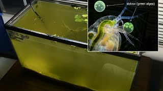 Raising Daphnia for the Freshwater Aquarium [upl. by Ilesara207]