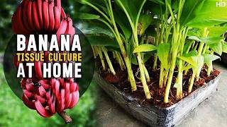 Banana Tissue Culture At Home  How to do Banana Plant Tissue Culture at Home [upl. by Drarig]