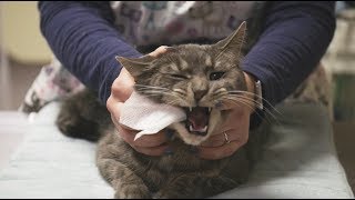 How To Brush Your Cats Teeth at Home [upl. by Buke]