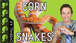 Corn Snake The Best Pet Reptile [upl. by Doug]