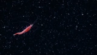 Spectacular Swimming Shrimp  Nautilus Live [upl. by Annorah976]