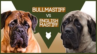 BULLMASTIFF VS ENGLISH MASTIFF [upl. by Omland]