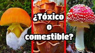 🍄Cómo RECONOCER 5 especies de HONGOS o SETAS COMESTIBLES en menos de 5 minutos🤯 [upl. by Surovy906]