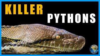 Pythons that Eat People [upl. by Oel]