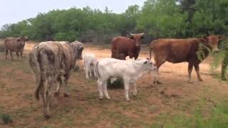 Beefmaster cross cows Brahman Calves and the yearlings heifers out of these cows [upl. by Ecaj]