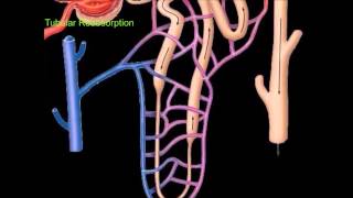 Urine Formation [upl. by Grace491]