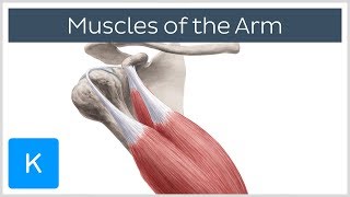 Muscles of the arm  Origin Insertion amp Innervation  Human Anatomy  Kenhub [upl. by Ginder]