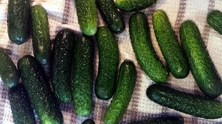 Somewhat Kosher Dill Pickles recipe [upl. by Decrem]