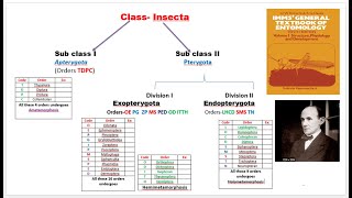 4 Classification of insects [upl. by Wichern]