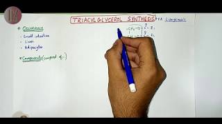 Triacylglycerol Synthesis  Lipid Metabolism  Doctor Z [upl. by Edmonda711]