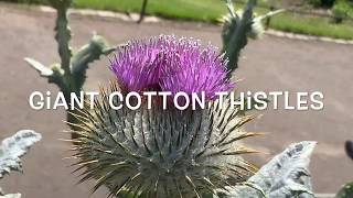 Scottish Thistle  The National Emblem of Scotland [upl. by Resay]