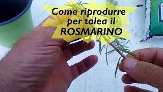 RIPRODURRE PER TALEA IL ROSMARINO [upl. by Ailemaj]