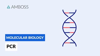 Polymerase Chain Reaction PCR DNA Amplification [upl. by Eusebio]