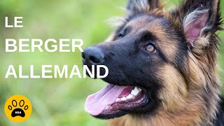 LE CHIEN BERGER ALLEMAND  Origine  Caractère  Entretien [upl. by Poppo]