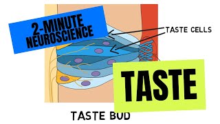 2Minute Neuroscience Taste [upl. by Enad]