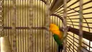 Jenday Conure Breeding Pair [upl. by Lemmueu]