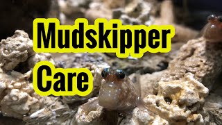 Caring For Mudskipper And Puffer Brackish Tank [upl. by Garson514]