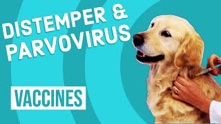 Canine Distemper amp Parvovirus Vaccine [upl. by Jaworski863]