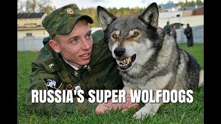 VOLKOSOBY  RUSSIAS POWERFUL amp SECRET WOLF DOGS  Animal Watch [upl. by Vassili]