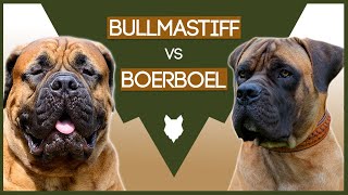 BULLMASTIFF VS BOERBOEL [upl. by Bolling]