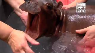 Baby Hippo Fiona  Episode 2 The Struggle  Cincinnati Zoo [upl. by Evets31]