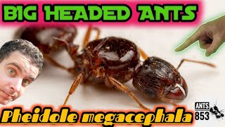 Pheidole megacephala Ecology and Care Guide [upl. by Eyaf]