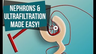 Nephrons and Ultrafiltration Made Easy [upl. by Juster]