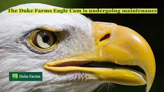 Duke Farms Eagle Cam [upl. by Benyamin]