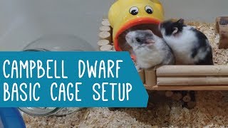 Campbell Dwarf Hamster Basic Cage Setup [upl. by Eicirtap]