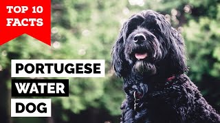 Portuguese Water Dog  Top 10 Facts [upl. by Petras]