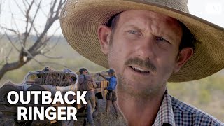 A tough crew muster feral cattle in outback Australia  Outback Ringer [upl. by Llerot302]