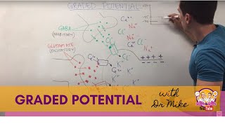 Graded Potential  Neuron [upl. by Adriano]