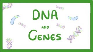 GCSE Biology  DNA Part 1  Genes and the Genome 63 [upl. by Anhpad]