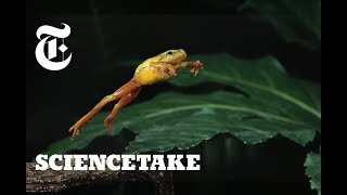 How Frogs Got Their Vertical Leap  ScienceTake [upl. by Mcgregor256]