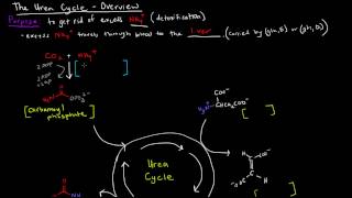 Urea Cycle Part 1 of 5  Overview [upl. by Nadnarb147]