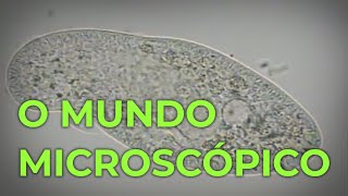 MicroMundo  O Mundo Microscópico [upl. by Theona]