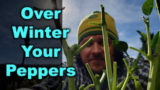 How To Overwinter Pepper Plants [upl. by Nyrac426]