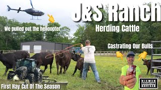 Herding cattle flying helicopter first hay cut castrating bulls and more [upl. by Nadnal]